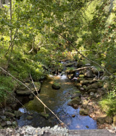 am Bachlauf des Tonbachs